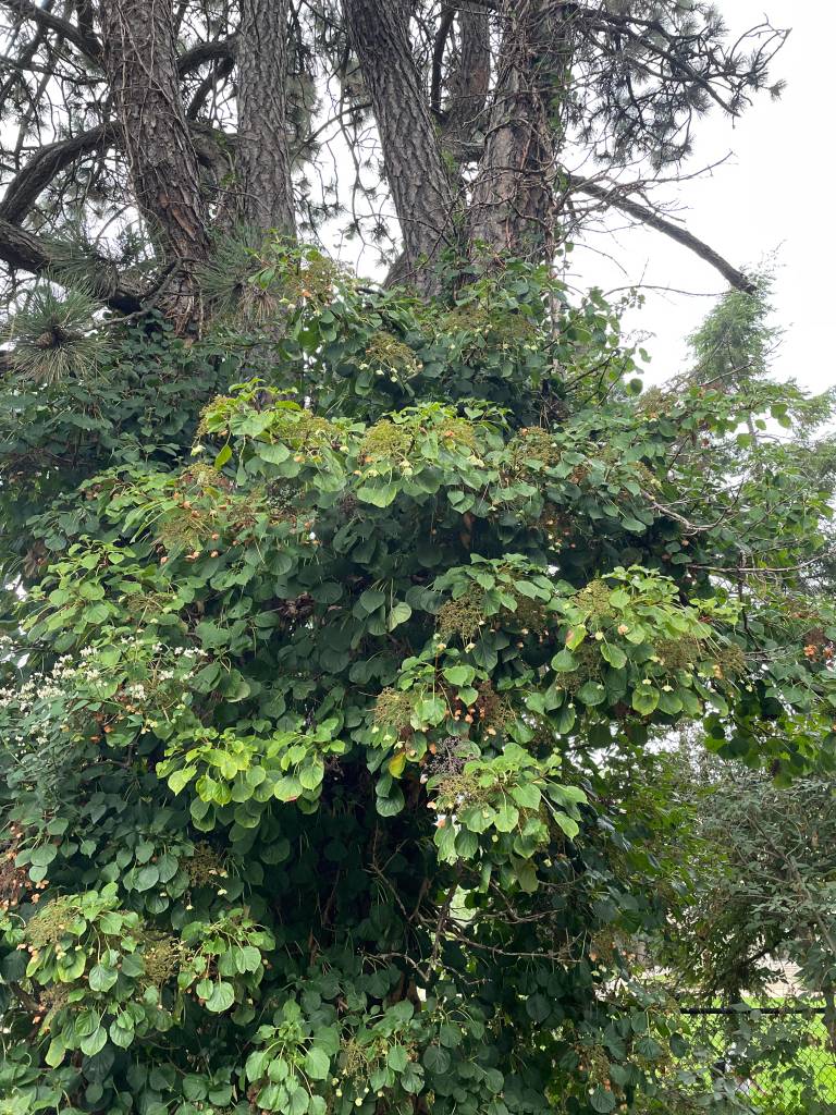 Plant name: Climbing Hydrangea Hydrangea anomala 